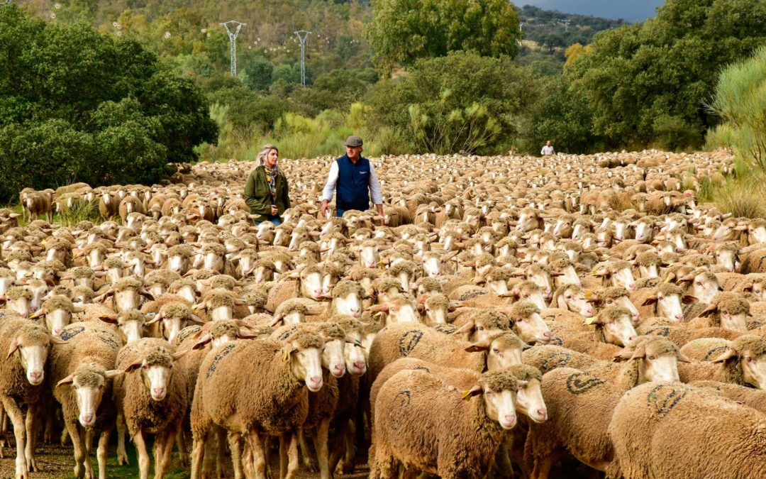 Hoy la ganadería española es sostenible y apuesta por modelos de producción positivos para el medio ambiente