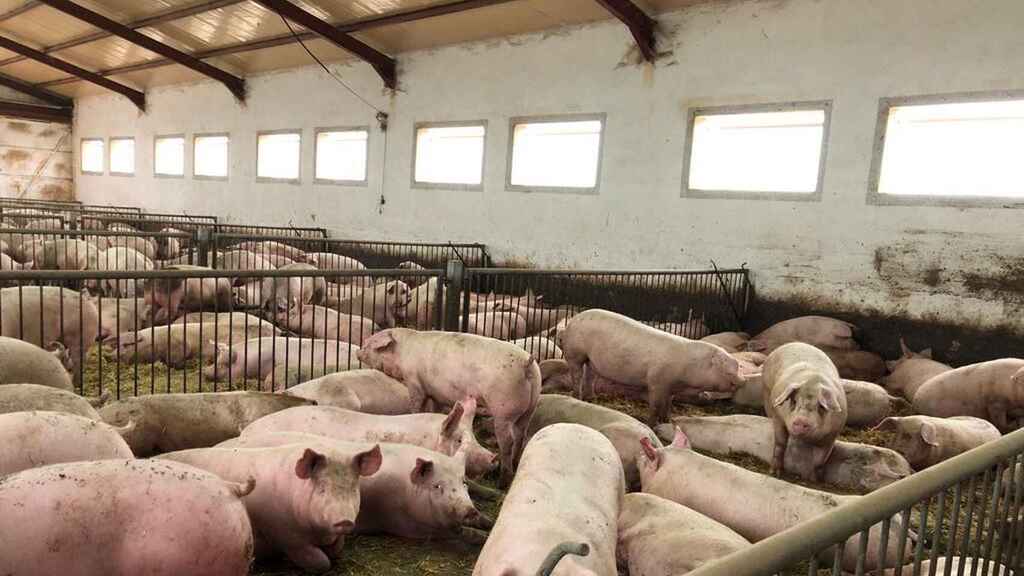 Granja de cerdos