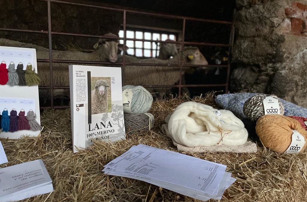 Desenredando la Lana Merina y Redescubriendo el Merino Español
