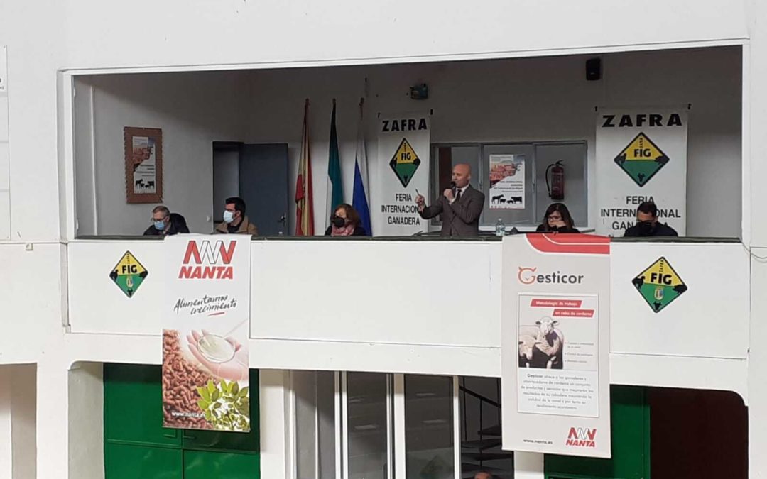 Un lote de Merinas supera los 1.900 euros en la Subasta de la Feria de Primavera de Zafra