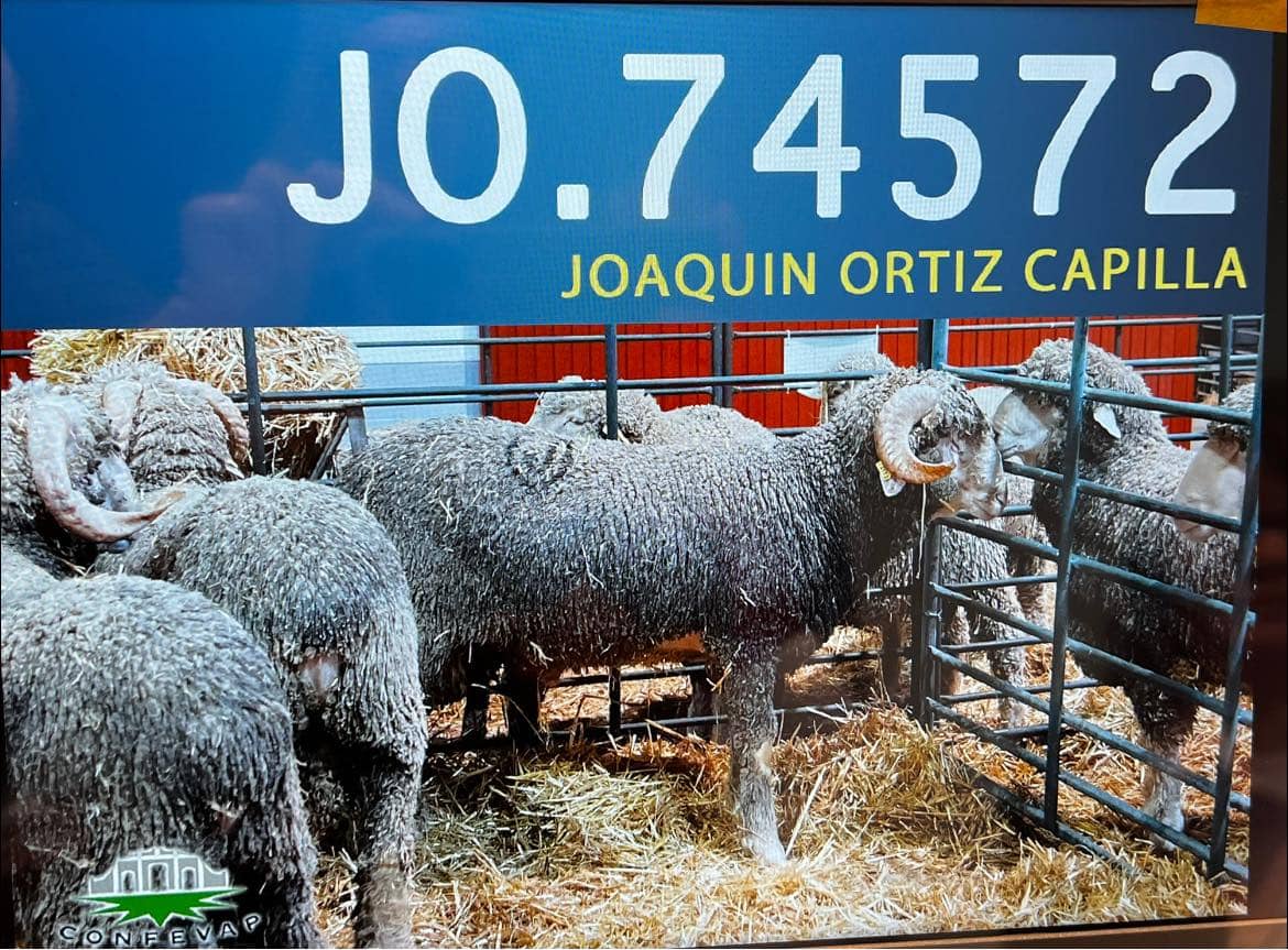 Subasta de Pozoblanco