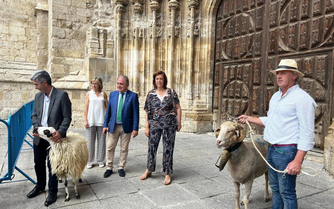 «No confundas churras con merinas»: Palencia es testigo del hermanamiento de ambas razas