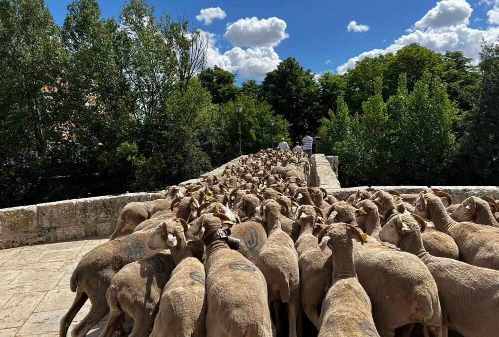 La Trashumancia ya es bien de interés cultural
