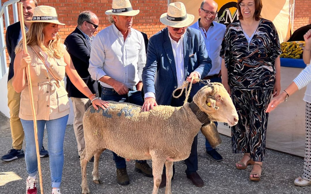 Merinas trashumantes por el casco histórico