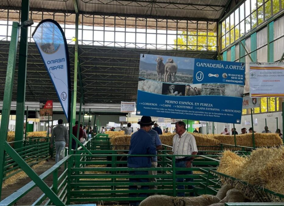 Nuestros Animales de Subasta en FIG Zafra 2022- Subasta Merino Puro