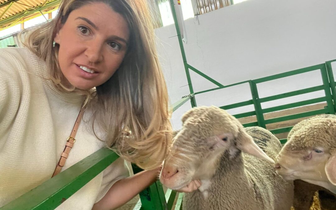 Merino Spain, ganadería y lana merina