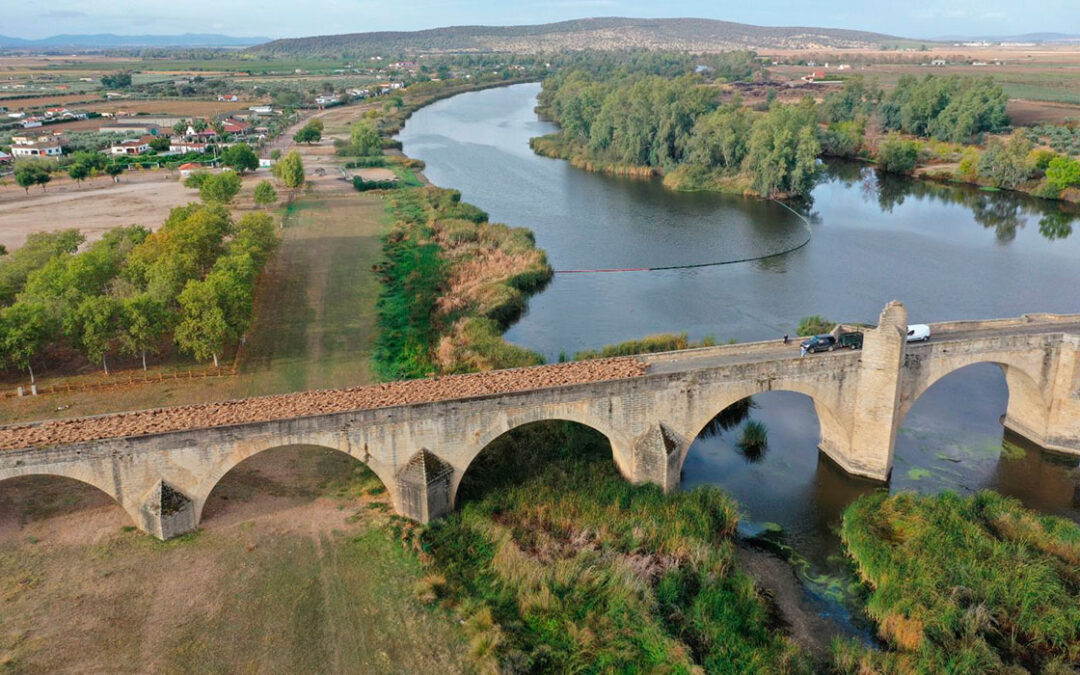 Trasterminancia en Medellín 2022, La oveja Merina en Pureza conquista Medellin !!