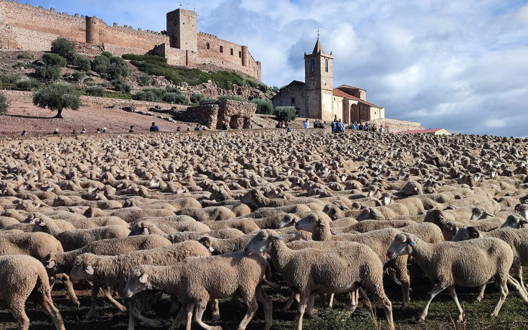 I Fiesta de la Trashumancia «Condado de Medellín»