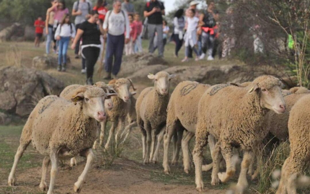 Don Benito programa una ruta trasterminante con ovejas el día 24 de noviembre